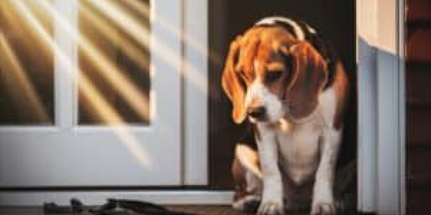 Beagle5300X168-300x169-4