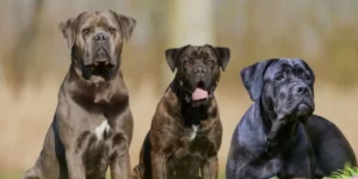 Cane-Corso-Colors-Every-Common-Rare-Colors-300x158-1