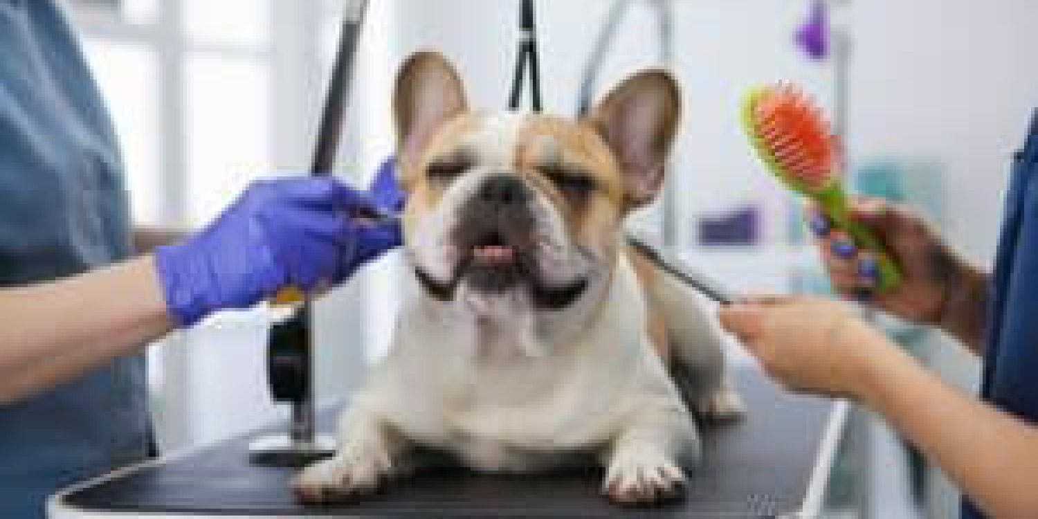 a-charming-picture-of-a-french-bulldog-getting-a-p-NplJfU2NTj2Rmb53vd7VWQ-iMUGecc6R5mRdtkMXPg-LQ-300x169-1
