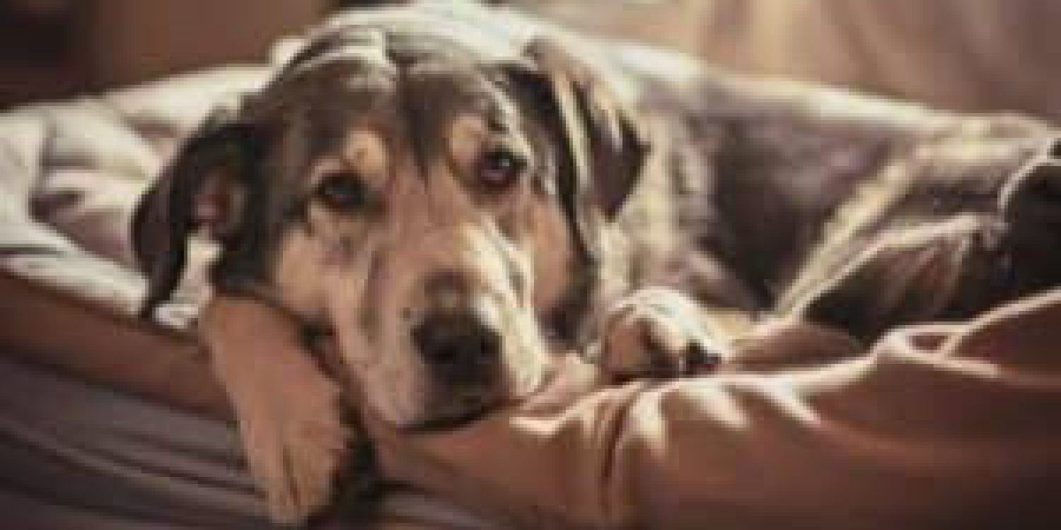 a-heartwarming-intimate-portrait-of-a-senior-dog-w-VKpaZ1hJQg6KZQmf4IYJRw-RNVTyVmbSua-RaZqWjofSA-300x169-1