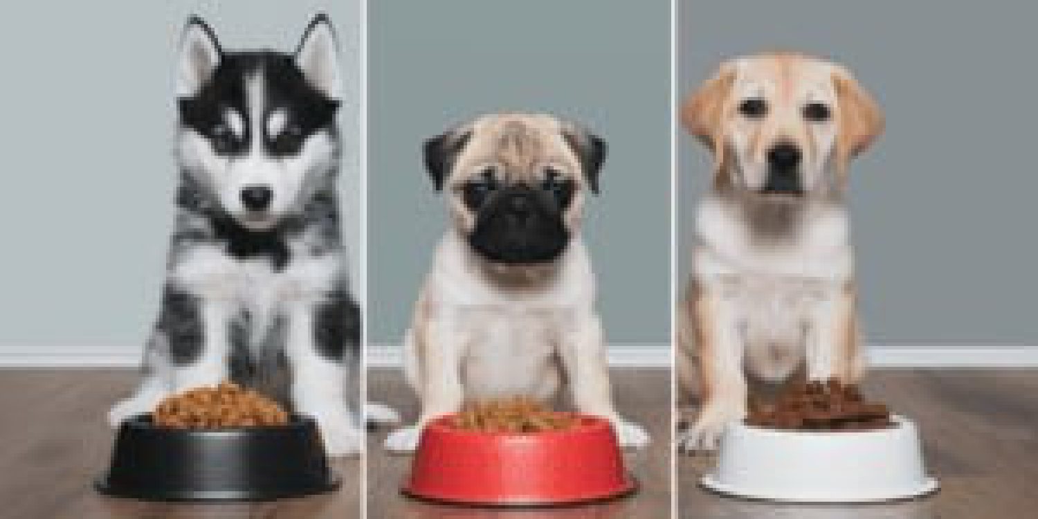 a-split-image-showing-three-different-breeds-of-pu-VO4z1rPAQc2bL-6jVHMHKg-jFKDAoIITYSuJBom_eTJhQ-300x169-1
